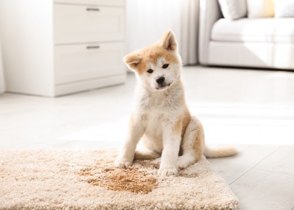 Akita puppy zit naast plasje op tapijt