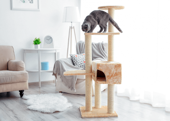 Het Mooiste Design Voor Je Kat Beestigbe