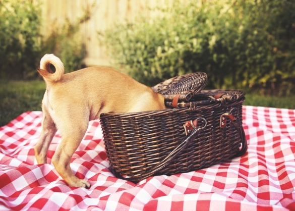 Hond zit met neus in picknickmand op zoek naar snacks