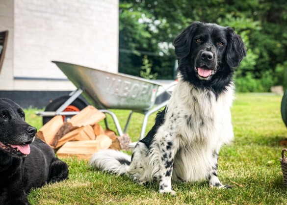 Twee honden in een snuffeltuin 