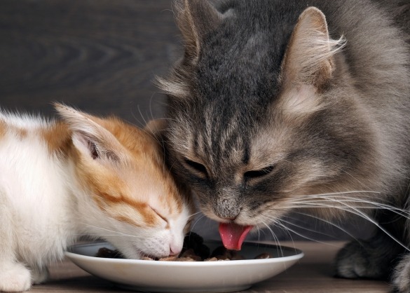 Kat en kitten eten uit hetzelfde bakje