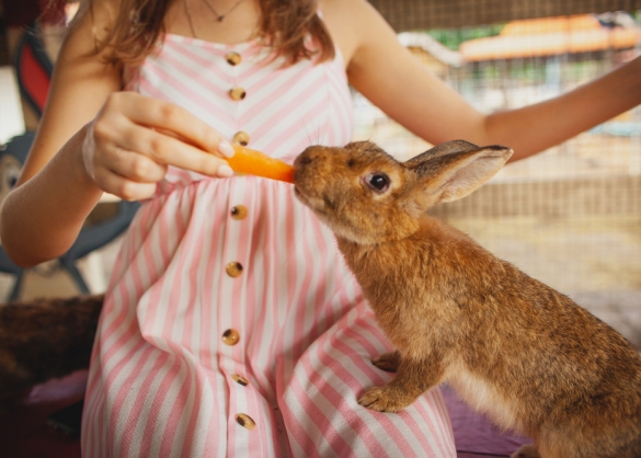 Meisje voert een wortel aan een bruin konijn