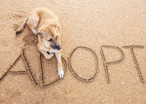 Hond zit op strand met tekst adopted