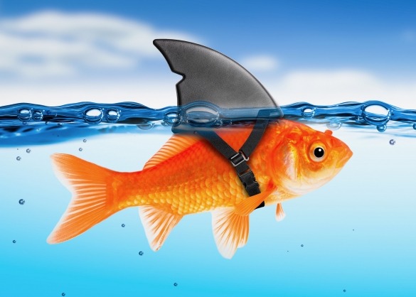 Goudvis met haaienvin in helder water