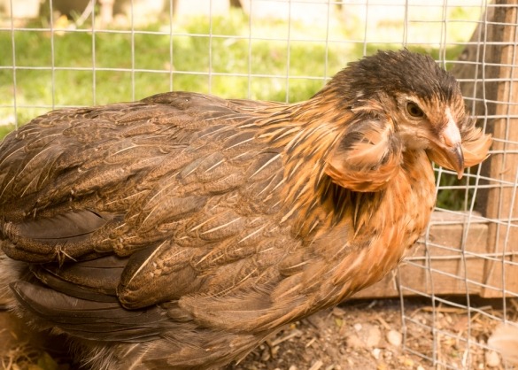 gijzelaar lof Bevoorrecht De araucana: een kip die blauwe eieren legt | Beestig.be