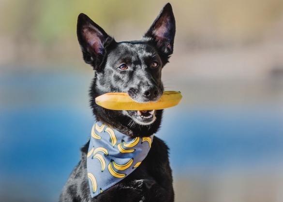 Herdershond met banaan in de bek en bananenbandana