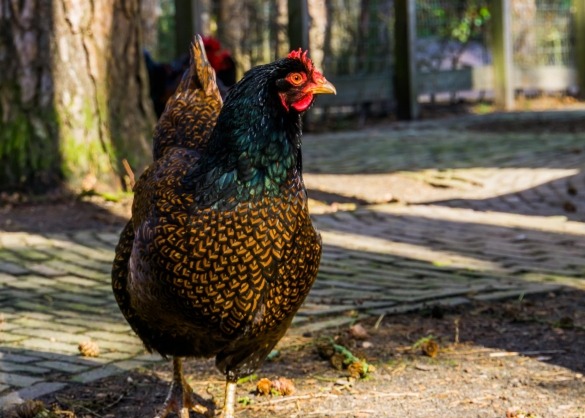 De Barnevelder kip: alles wat je weten deze legkip