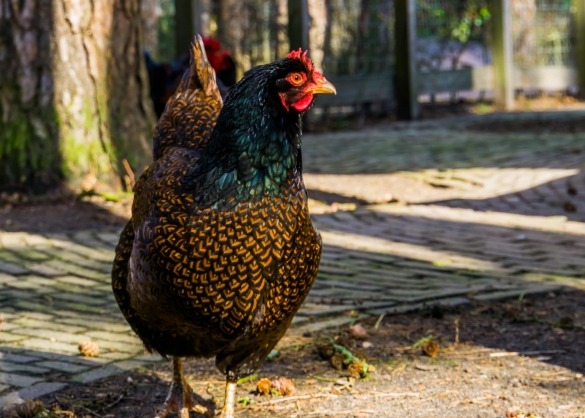 Vervuild Rusteloosheid Voorwaarde De Barnevelder kip: alles wat je moet weten over deze legkip