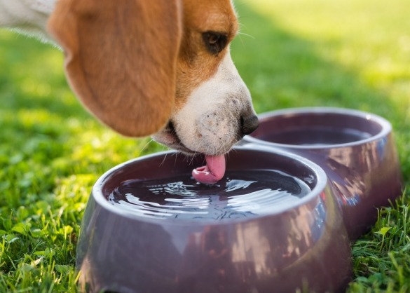 Beagle drinkt uit een waterbakje