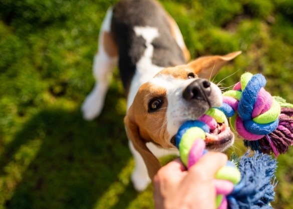 Beagle met gekleurd trektouw in zijn mond