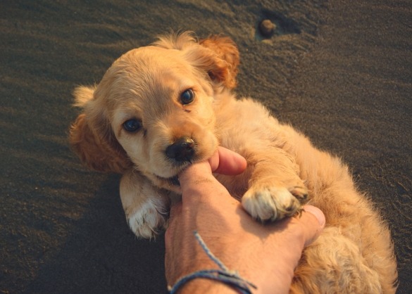 Schattige puppy bijt in vingers 