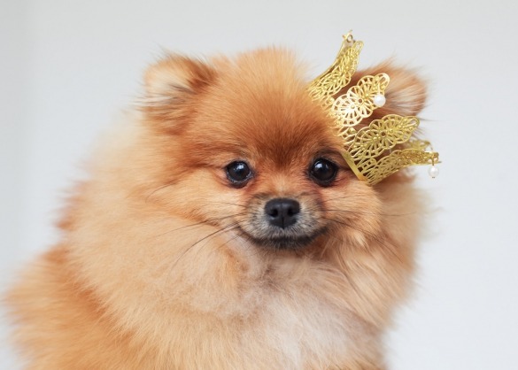 een_bitch_of_een_teef_waarom_heet_een_vrouwelijke_hond_zo