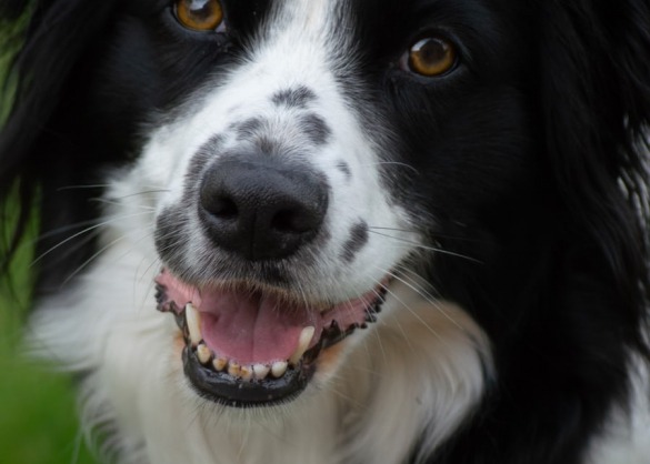 De Border Collie Een Intelligente En Actieve Speelkameraad Beestig Be