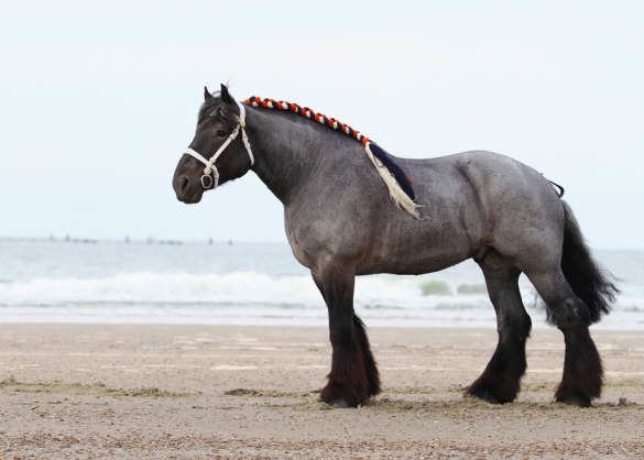 Brabants trekpaard met traditionele versieringen op het strand 