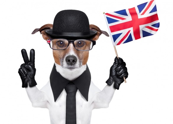 Hond met Britse vlag en outfit