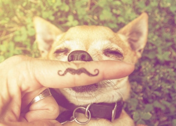 Chihuahua ligt in het gras, iemand houdt vinger voor zijn neus met snor erop getekend