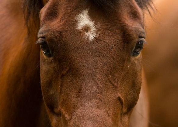 Close-up van bruin paard