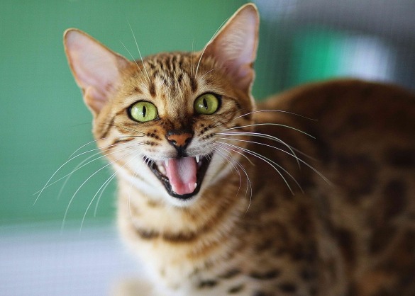 Bengaalse kat met groene ogen voor een groene achtergrond