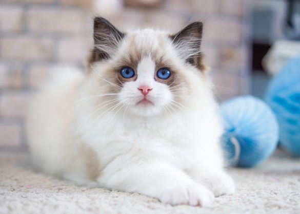 te rechtvaardigen erectie regeling De ragdoll: een super fluffy kat met felblauwe ogen | Beestig.be