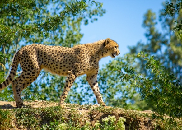 Cheeta loopt over een muurtje