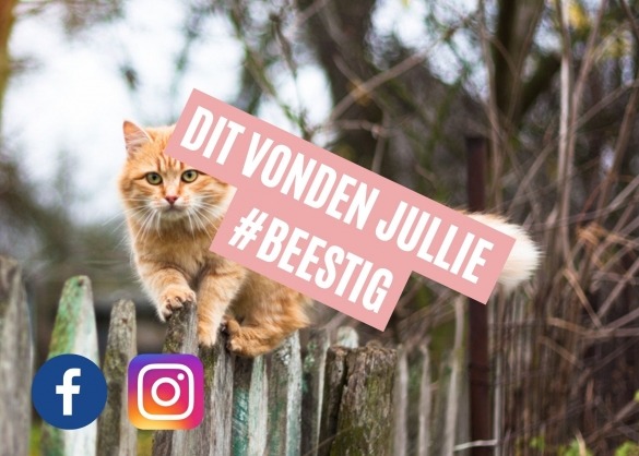 Rosse kat balanceert op houten tuinhek #beestig