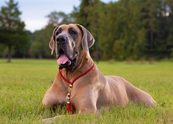 Duitse dog ligt in het gras 