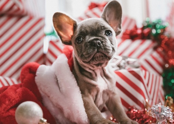 Een puppy op allemaal kerstcadeaus 