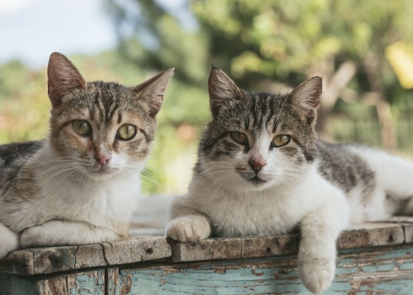 een_tweede_kat_in_huis_nemen_hoe_doe_je_dat