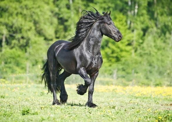 Bloeden radium Kanon Het Fries paard: een zwarte parel uit Nederland