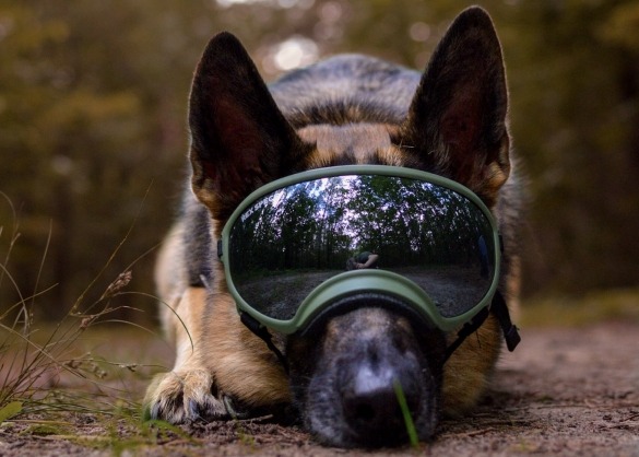 Duitse herder met hondenbril 