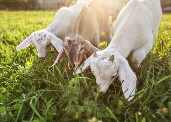 Drie geiten op een rij zijn gras aan het eten 