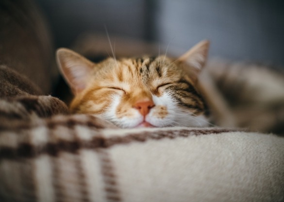 Zalig soezende kat op een dekentje