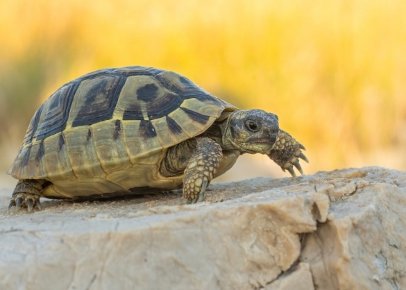 Griekse landschildpad op rots 