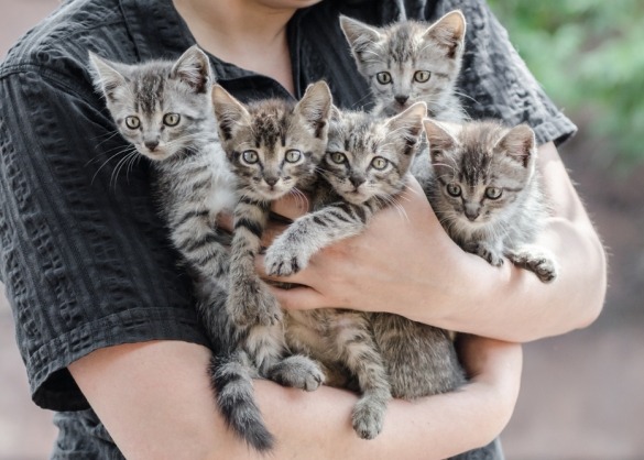 Grijze tabby-kittens worden vastgehouden in iemands armen