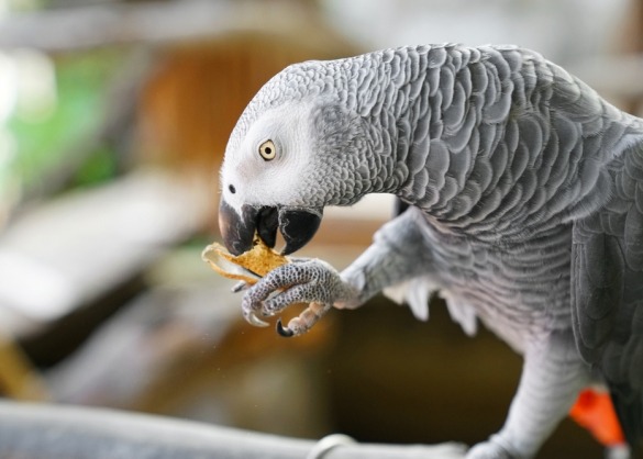 Grijze roodstaart papegaai eet nootje