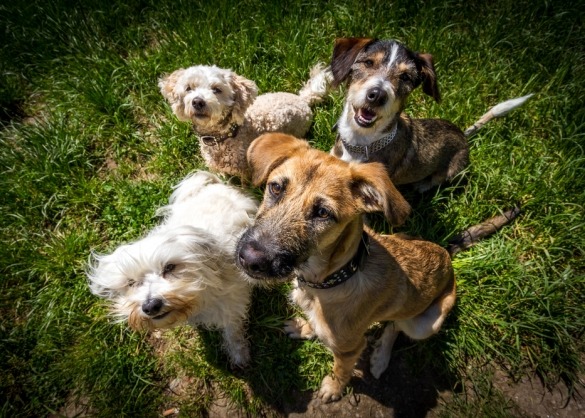 Groepje honden van verschillende rassen in het gras