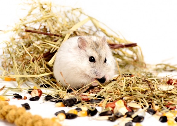 Hamster tussen hooi en noten met witte achtergrond