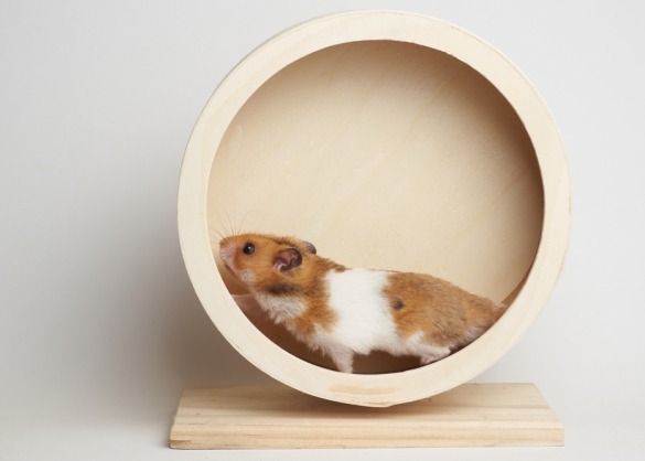 Hamster in houten loopwiel