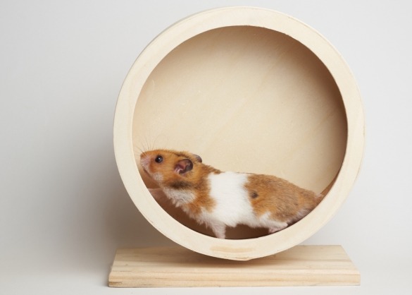 Hamsters in een looprad, is dat | Beestig.be