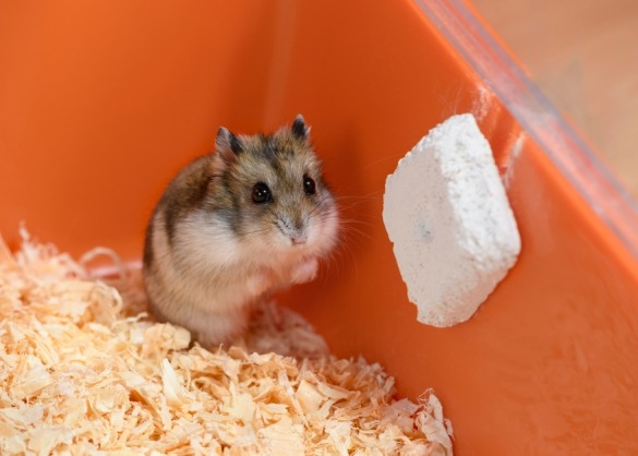 Hamster in kooi met knaagsteen