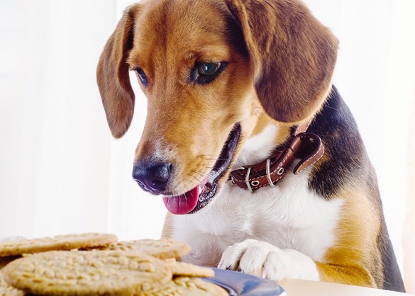 Hond kijkt naar koekjes