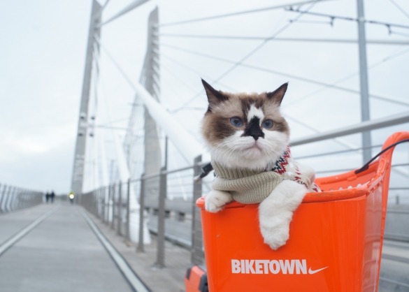Kat in een oranje bak vooraan op een fiets