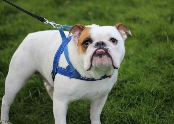 Witte hond Engelse bulldog met rode vlek op het hoofd