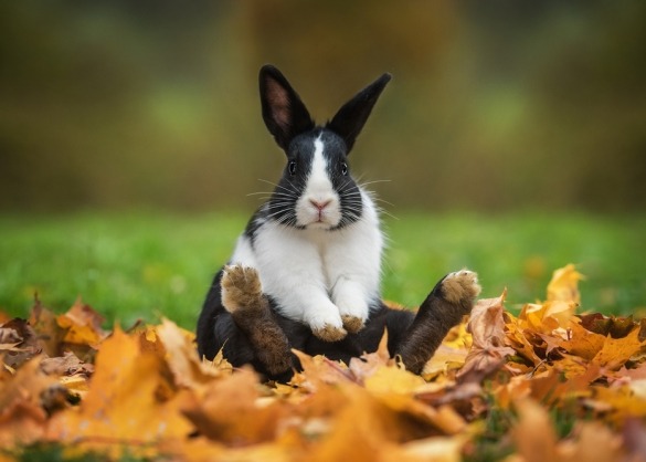 De Hollander: een en lief konijn Beestig.be