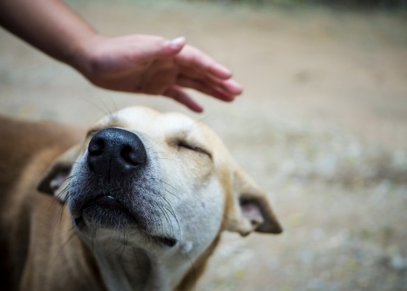 Hond wordt geaaid op hoofd en toont stresssignalen 