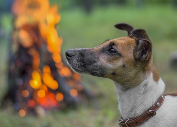 Portret van hond met kampvuur op de achtergrond 