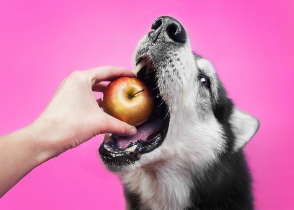 Husky eet appel 