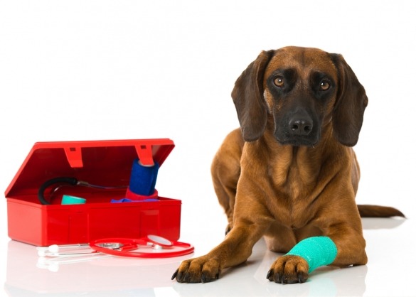 Hond met EHBO-kistje en poot in verband