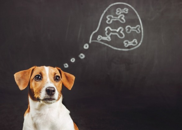 Hond denkt na voor krijtbord waarop kluiven getekend zijn