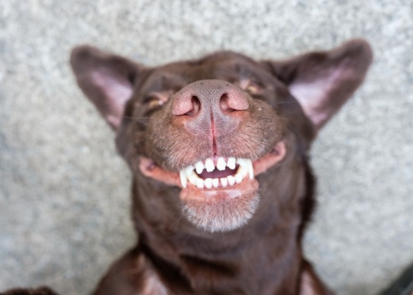 Hond glimlach